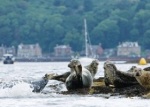 basking seals scotland cruise aangepast